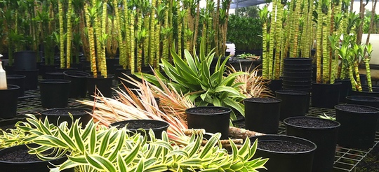 Onomea Nursery Image